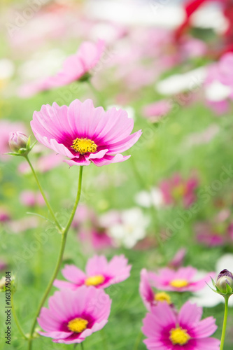 Flower garden in the field, pink flowers on the nice happy day © aboutnuylove