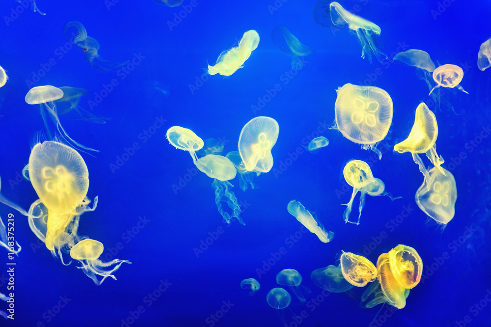 Jellyfishes in a blue background Jellyfishes in a blue background