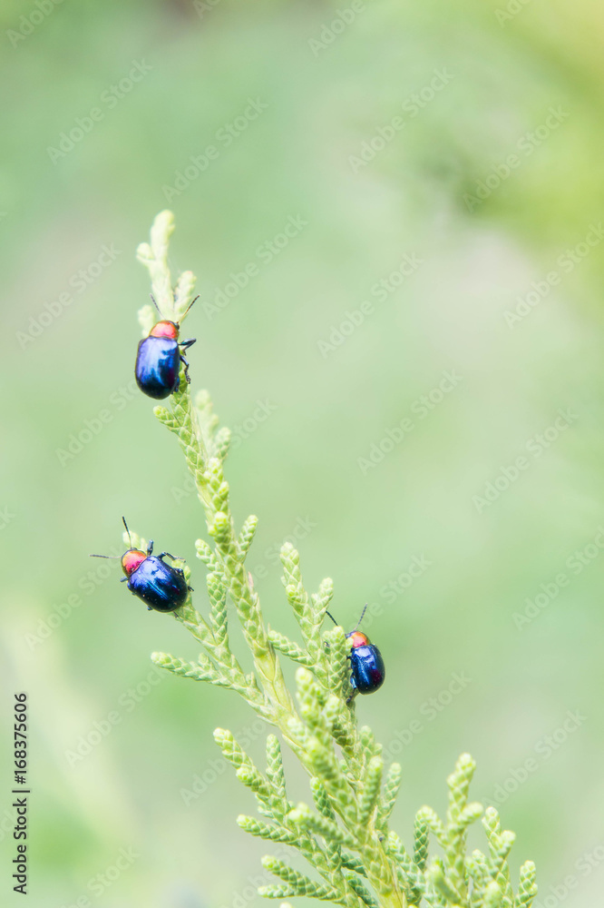 Fototapeta premium ladybugs in ourdoors , Insect on the tree