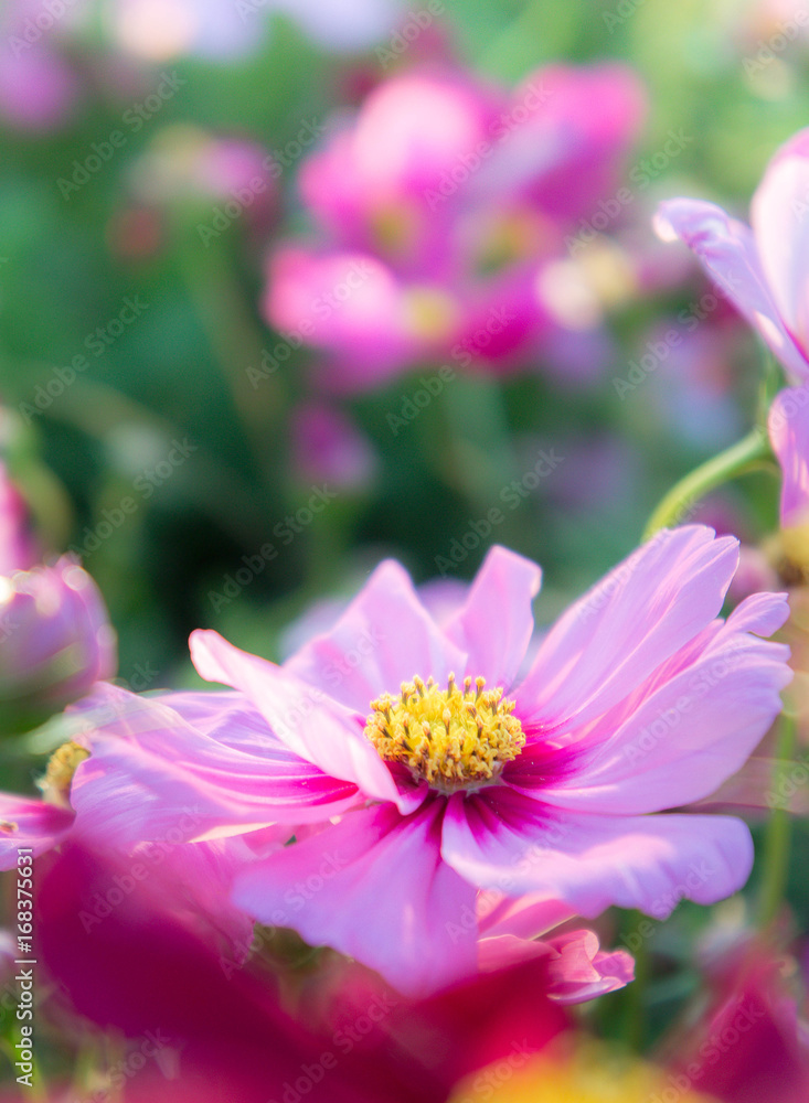 pink cosmos flowers , daisy blossom flowers in the garden pink cosmos flowers , daisy blossom flowers in the garden