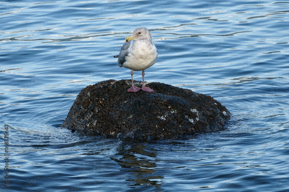 Lonely Seagull on a Rock