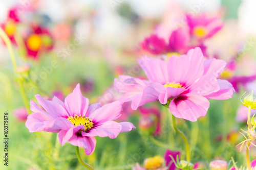 pink cosmos flowers , daisy blossom flowers in the garden