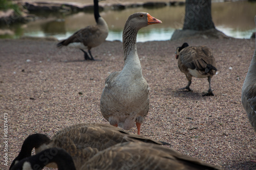 Proud Goose