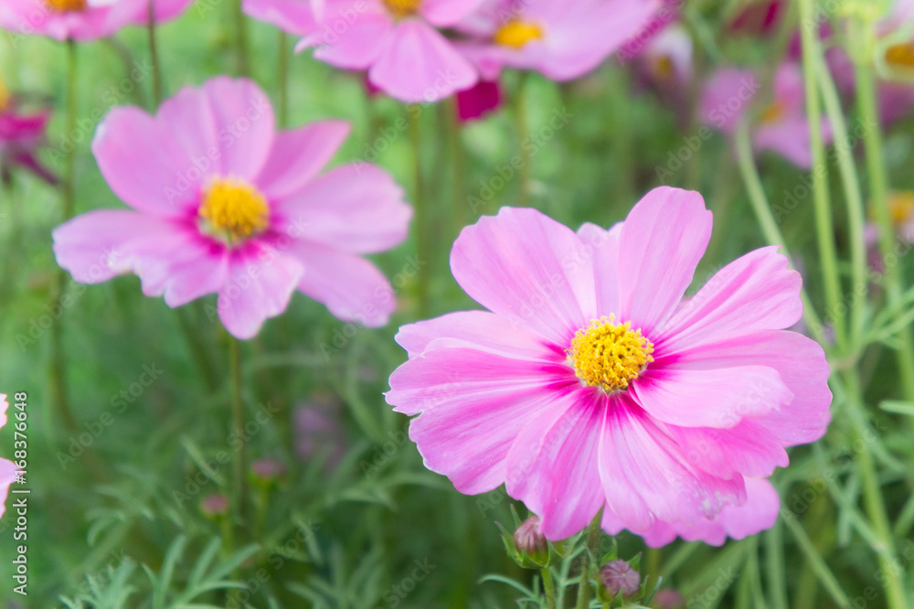 floral flowers in the garden , pink flowrs nature background floral flowers in the garden , pink flowrs nature background