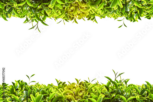 Green tea frame on white background photo