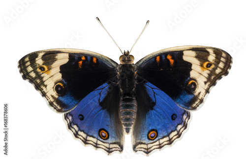 Isolated dorsal view of male blue pansy butterfly ( Junonia orithya Linnaeus )