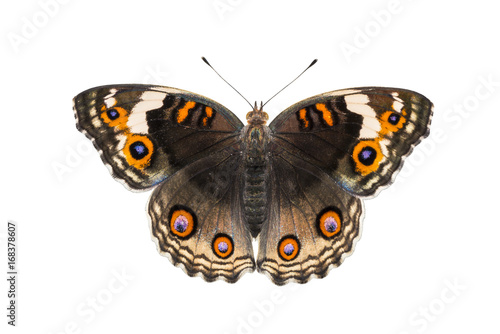 Isolated dorsal view of female blue pansy butterfly ( Junonia orithya Linnaeus ) © mathisa