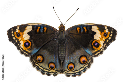 Isolated dorsal view of female blue pansy butterfly ( Junonia orithya Linnaeus ) on white background
