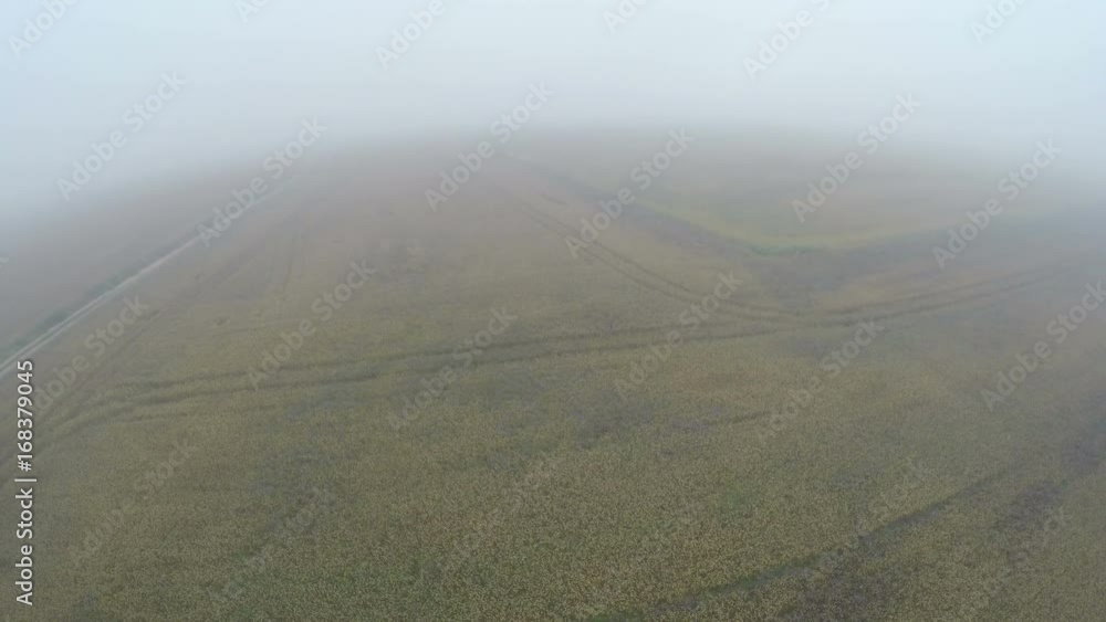 Drone fly height over summer end early morning misty crop fields, aerial view Drone fly height over summer end early morning misty crop fields, aerial view