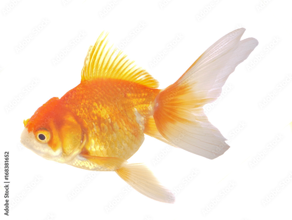 Goldfish on White Background Goldfish on White Background