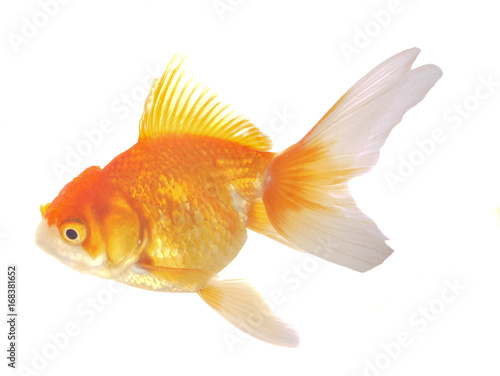 Goldfish on White Background © sucharat