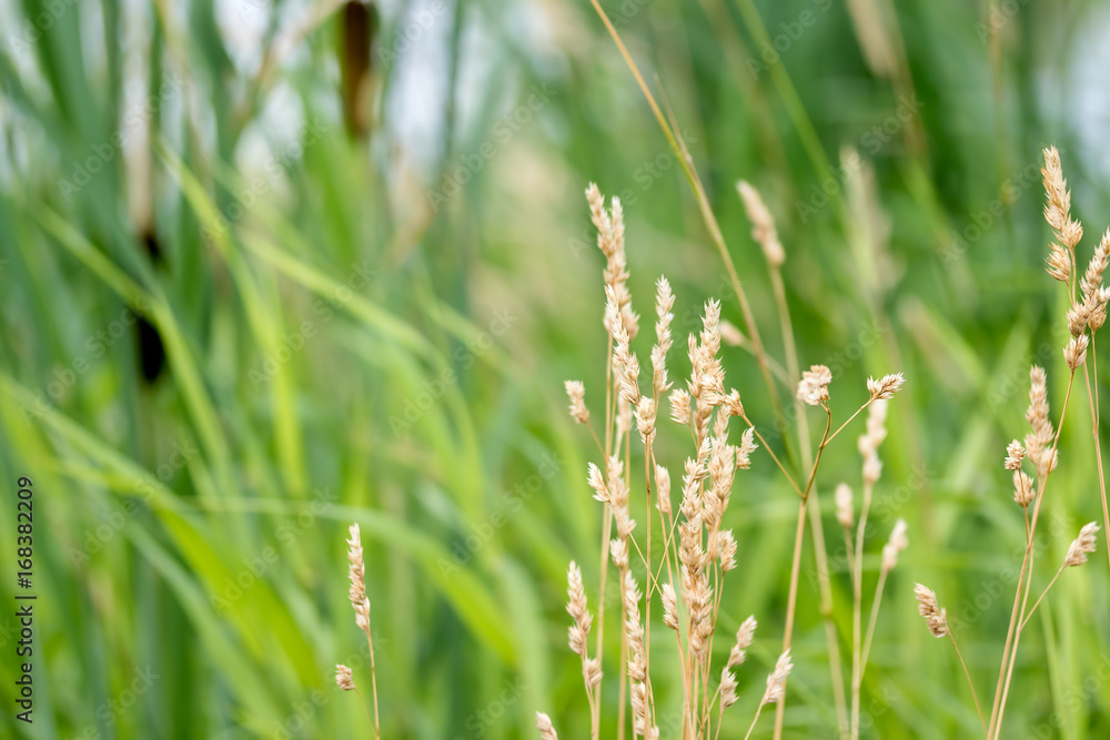 Prairie Grass with Tall Grass and Cattails in Background