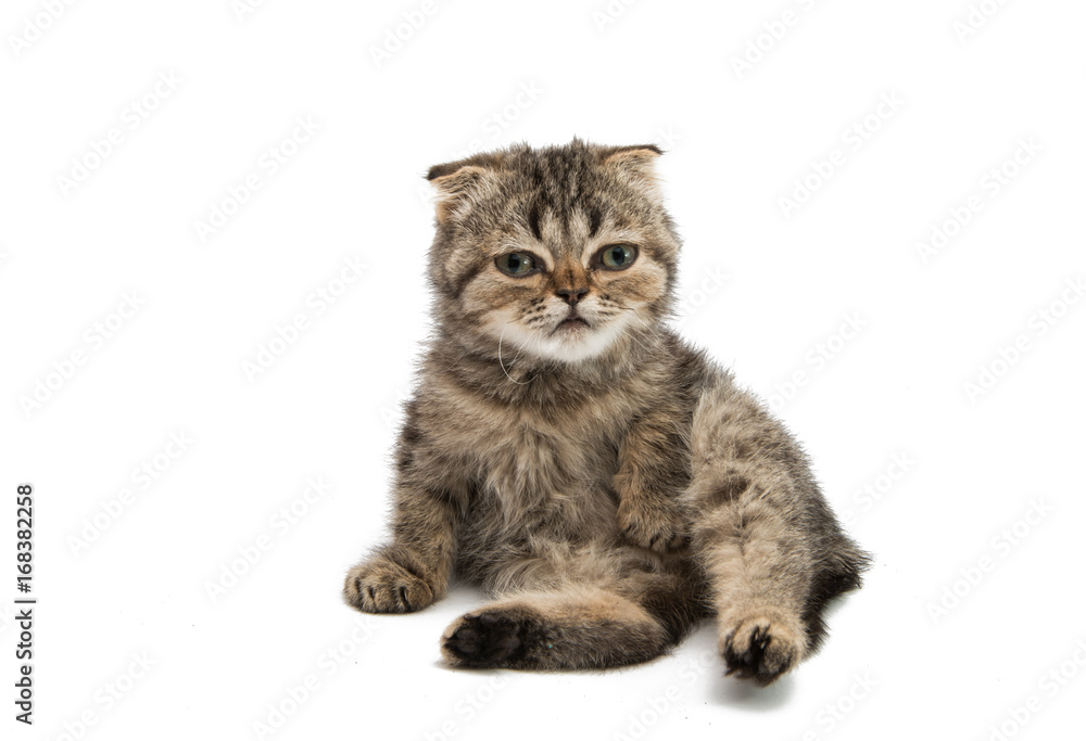 Obraz premium Gray kitten