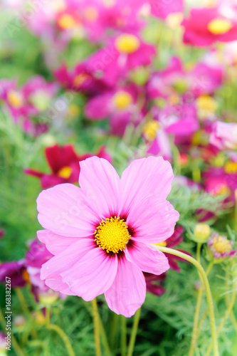 pink cosmos flowers   daisy blossom flowers in the garden