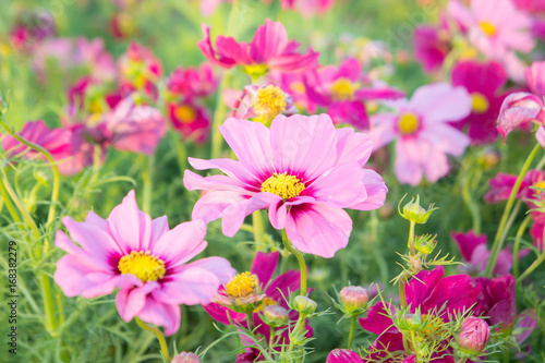 pink cosmos flowers   daisy blossom flowers in the garden