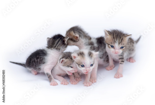Cute kittens playing on white background