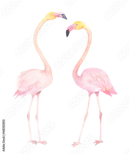 Exotic bird. Watercolor couple flamingo. Hand drawn illustration