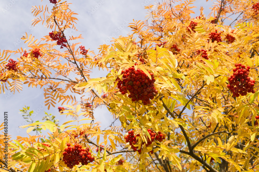 спелые ягоды рябины на фоне синего неба Stock Photo | Adobe Stock
