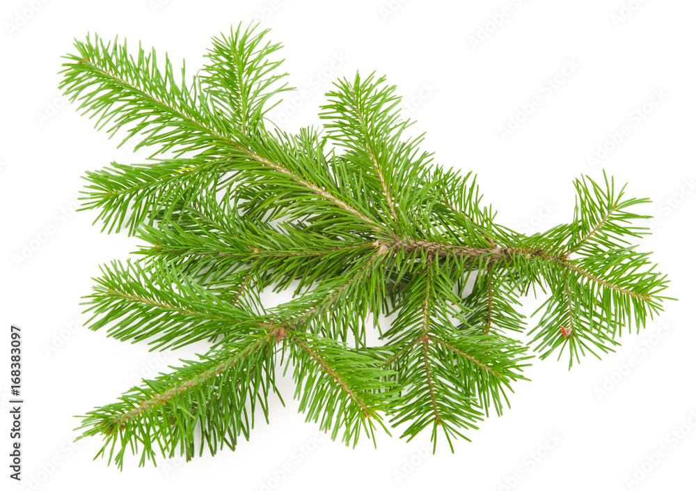 Fir tree branch Fir tree branch