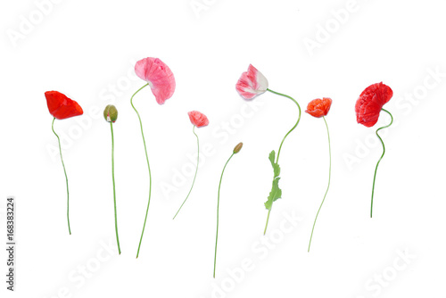 poppy flowers photo