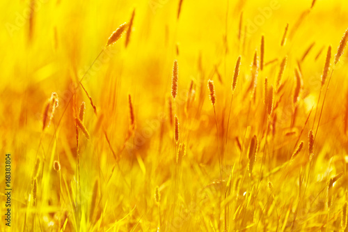 Autumn field grass in golden tones. Meadow grass background in the morning sun rays. Autumn field background. Autumn floral nature background In warm seasonal colors