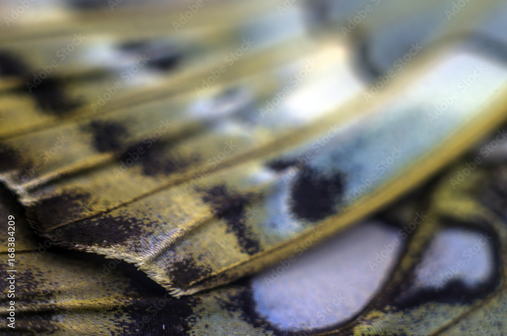 Wings of butterflies at high magnification, Natural texture and background, Macro close up Wings of butterflies at high magnification, Natural texture and background, Macro close up