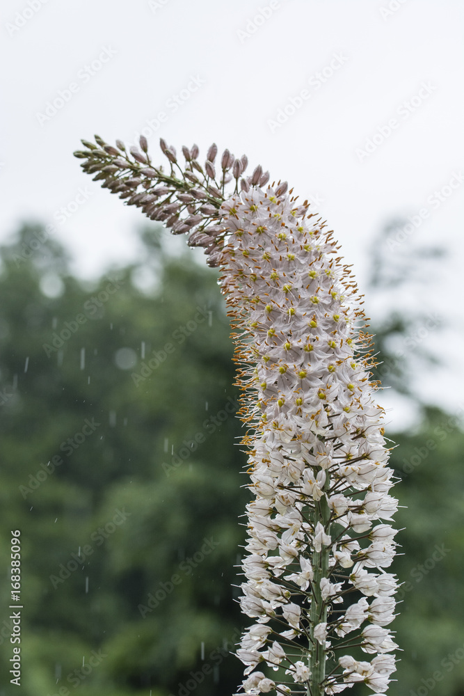 Many flowers on a stem in the rain. Many flowers on a stem in the rain.
