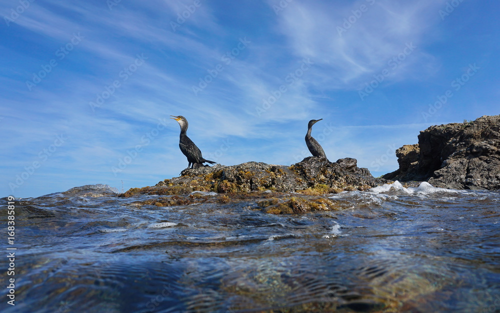 Two cormorants birds resting on a rock on the seashore, seen from water surface, Mediterranean sea, Spain, Costa Brava, El Port de la Selva, Girona, Catalonia Two cormorants birds resting on a rock on the seashore, seen from water surface, Mediterranean sea, Spain, Costa Brava, El Port de la Selva, Girona, Catalonia