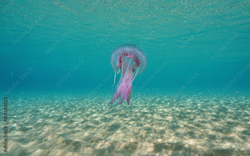 Obraz premium A mauve stinger jellyfish Pelagia noctiluca underwater between a sandy seabed and the water surface, Mediterranean sea, Spain, Costa Brava, Girona, Catalonia