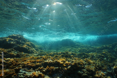 Underwater sunlight through the water surface seen from a rocky seabed with algae in the Mediterranean sea, natural scene, Catalonia, Costa Brava, Spain