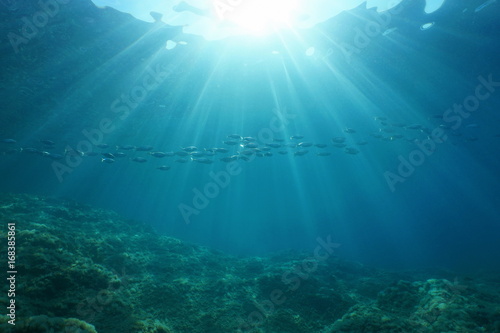 Underwater sunlight through the water surface with a school of fish in the Mediterranean sea, natural scene, Catalonia, Costa Brava, Spain