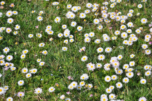 white daisy flower