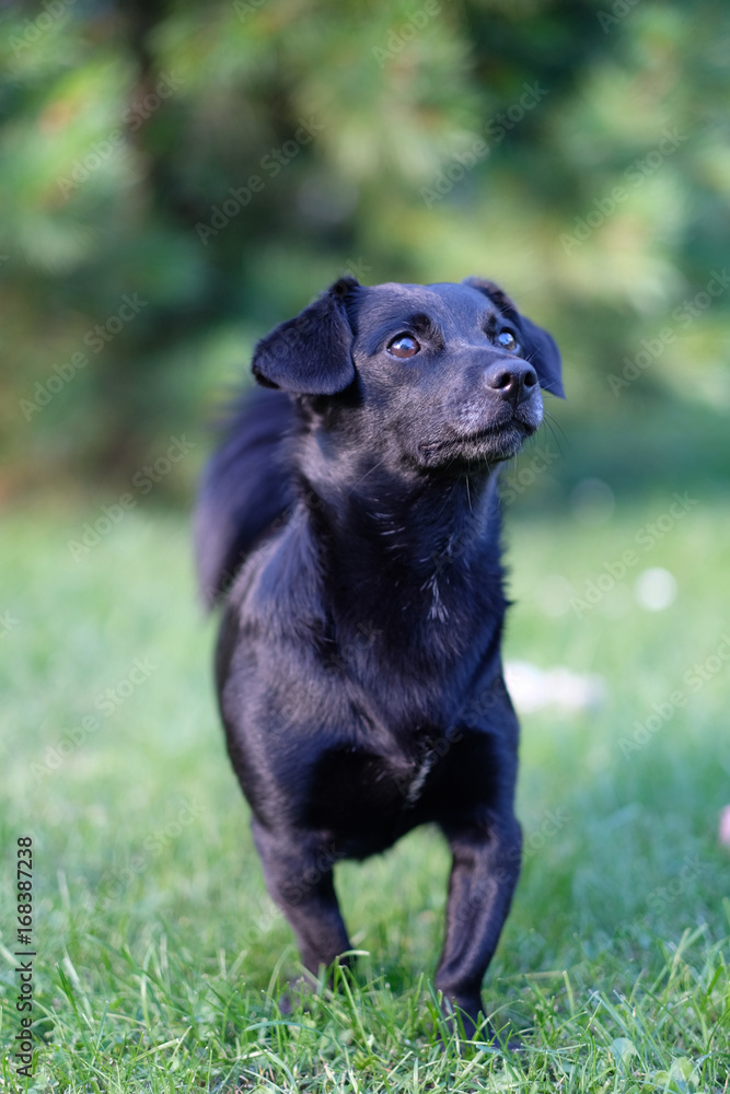 scrawny black dog