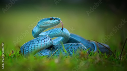 Blue Viper In The Garden
