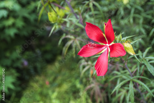 紅葉葵（モミジアオイ）の花