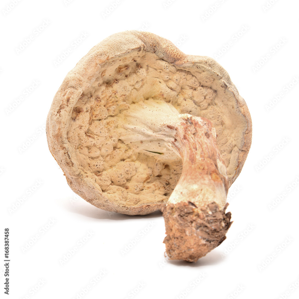 Obraz premium xerocomus mushroom