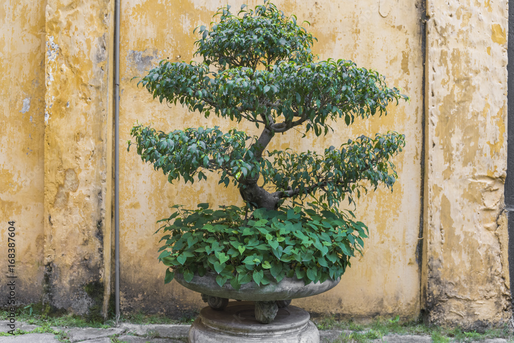 Bonsai Baum in Traditionellem Topf vor gelber Wand in Hanoi Vietnam Stock  Photo | Adobe Stock