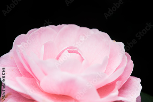 Pink peony flower with yellow stamens  isolated on white background