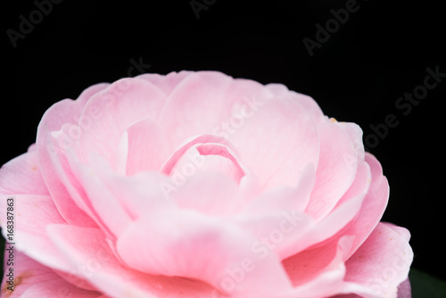 Pink peony flower with yellow stamens, isolated on white background