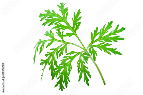 Wormwood (absinthium)leaf