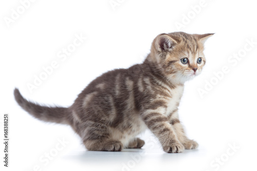 Shorthair scottish cat kitten goes side view isolated on a white background.