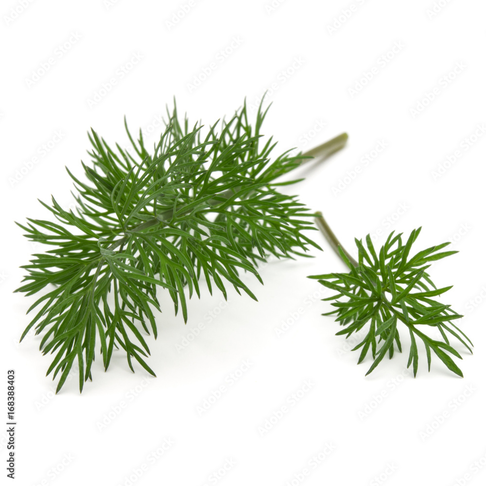 Fototapeta premium Close up shot of branch of fresh green dill herb leaves isolated on white background