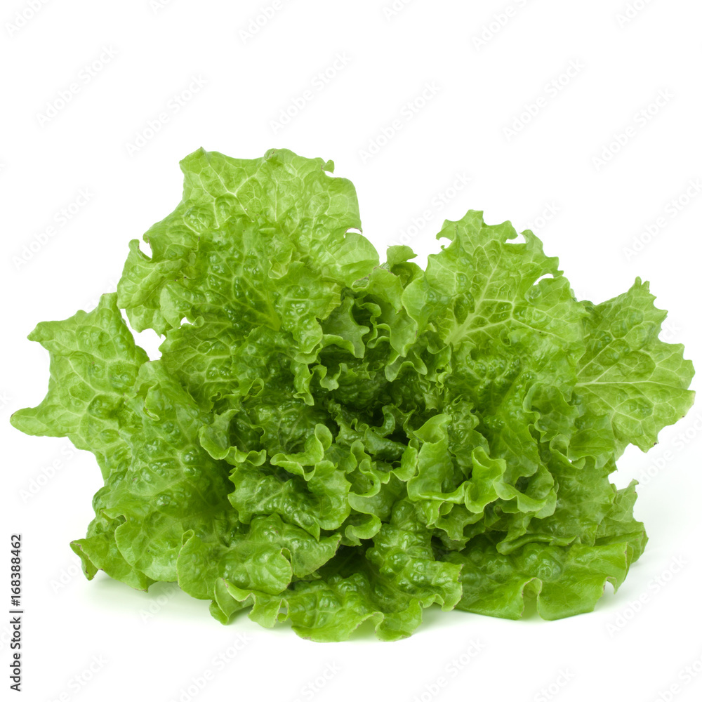 fresh green lettuce salad leaves isolated on white background fresh green lettuce salad leaves isolated on white background
