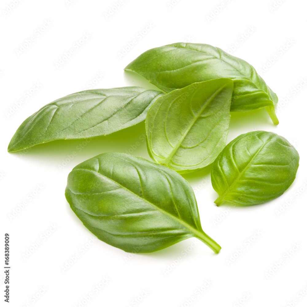 Obraz premium Sweet basil herb leaves handful isolated on white background closeup