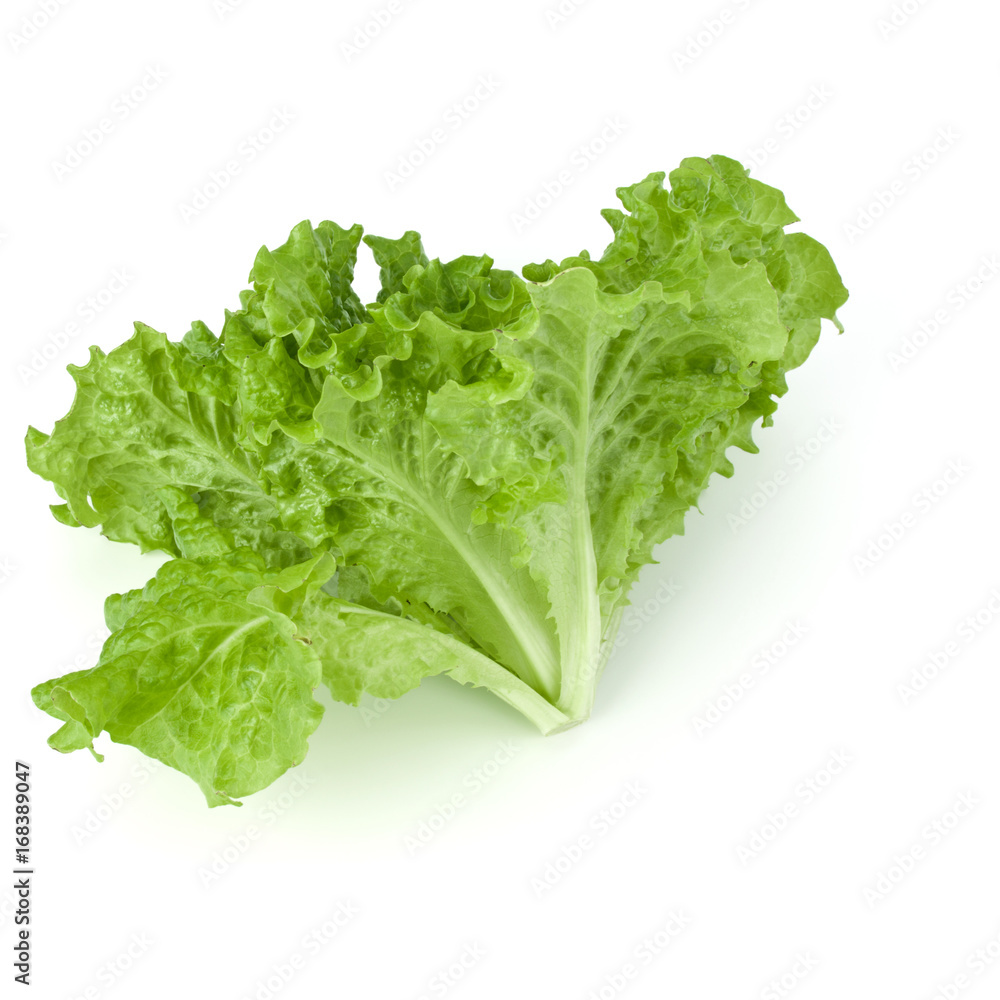 fresh green lettuce salad leaves isolated on white background fresh green lettuce salad leaves isolated on white background