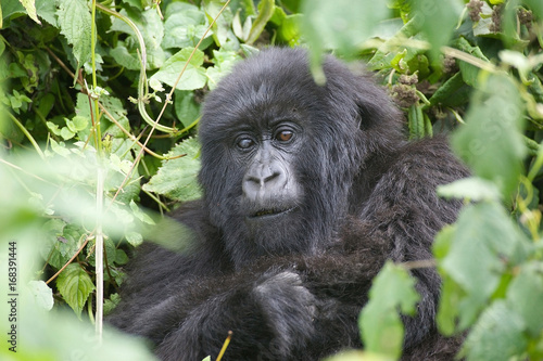 Female mountain gorilla © Maurizio