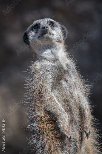 close three quarter portrait of a meerkat standing leaning slightly back looking upwards upright © alan1951