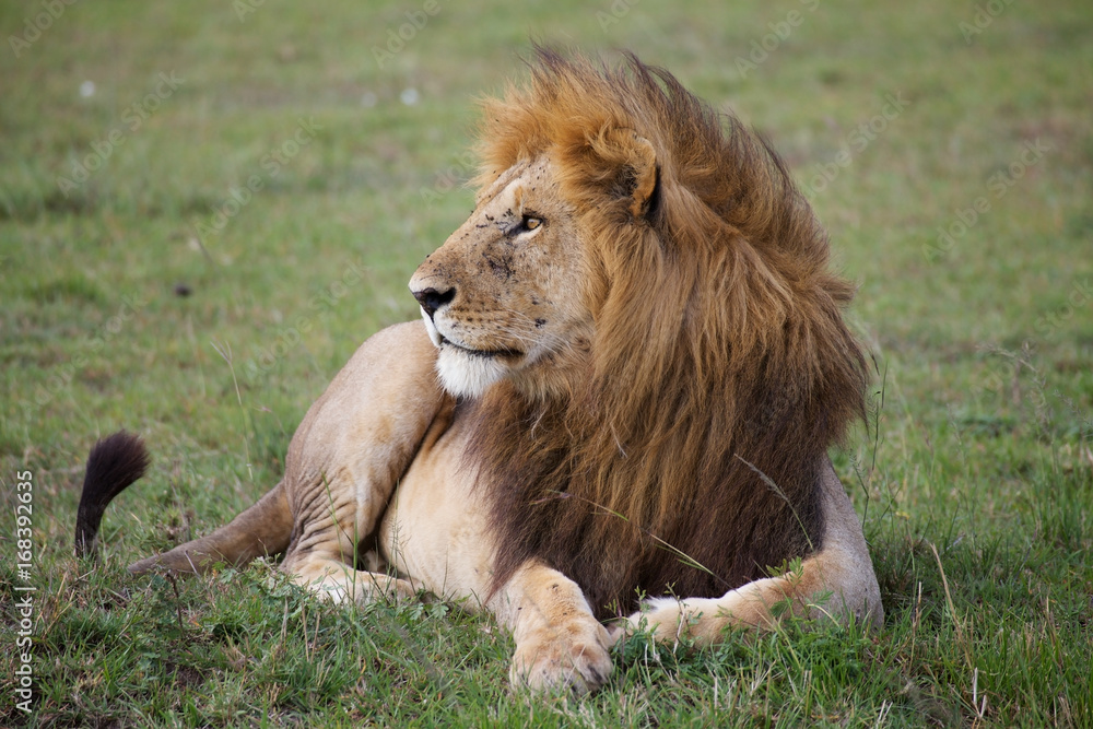 African lion (Panthera leo) African lion (Panthera leo)