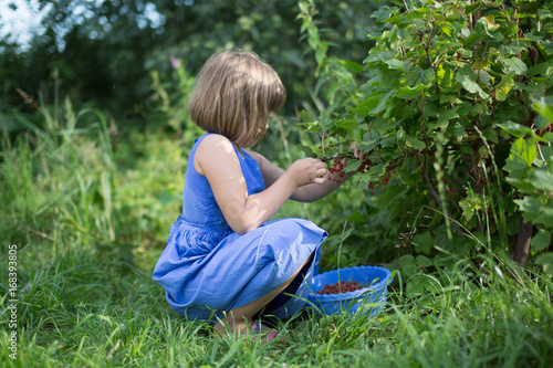 Girl collects red currant berries from  bush, mate assistants