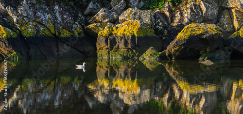 Paysage rocher au bord du lac avec reflet et go  land - Landschaft Seeufer aus Felsen mit Spiegelung und M  we